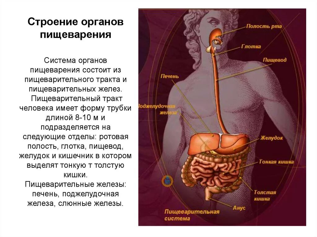 Система пищеварительных органов состоит из. Пищеварение строение пищеварительной системы. Строение внутренних органов пищеварительной системы. Схема органов пищеварения анатомия. Внутреннее строение пищеварительных органов человека.