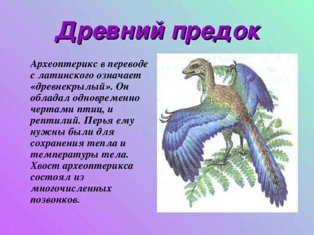 Признаки рептилий и птиц. Археоптерикс переходная форма между пресмыкающимися и птицами. Птица Археоптерикс. Предок птиц Археоптерикс. Древние птицы Археоптерикс.