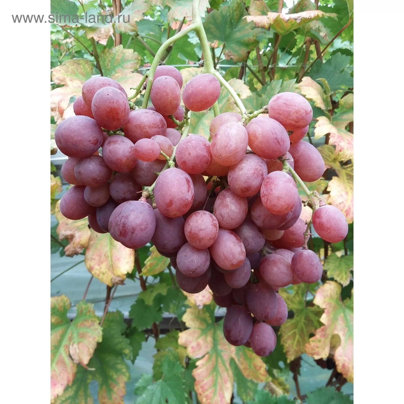 Самые вкусные и универсальные сорта винограда Виноград VM Дзен