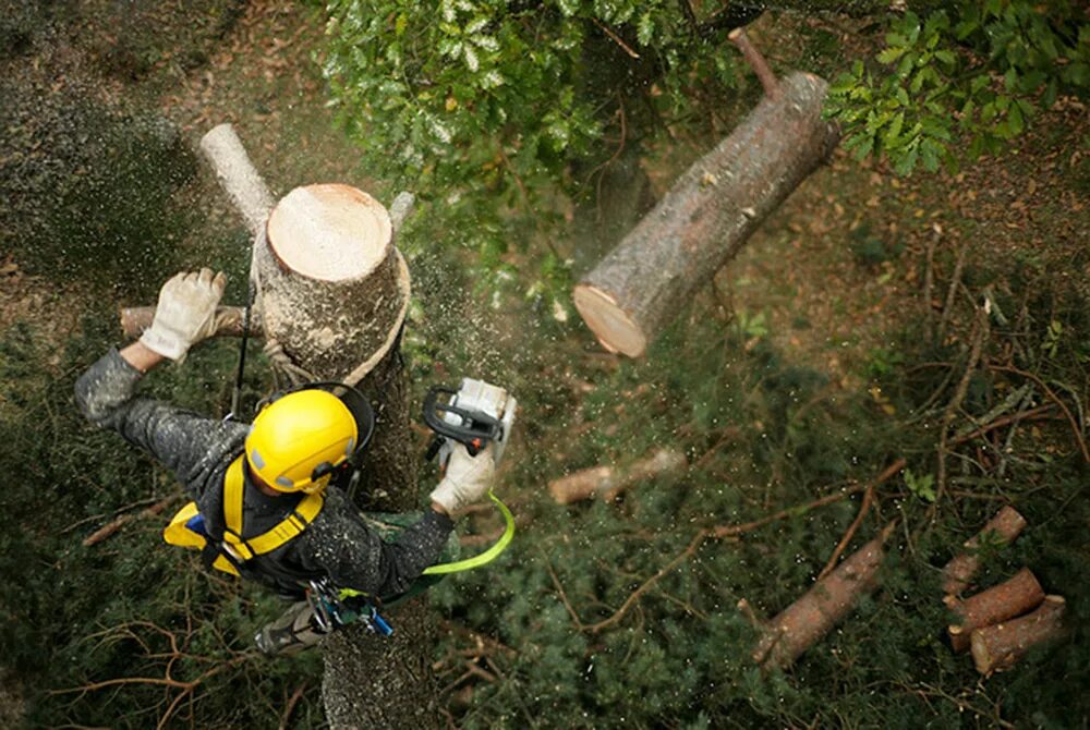 Ручная валка деревьев. Валка деревьев мса 140. Валка дерева целиком. Валка сложных деревьев. Спиливание деревьев реклама.