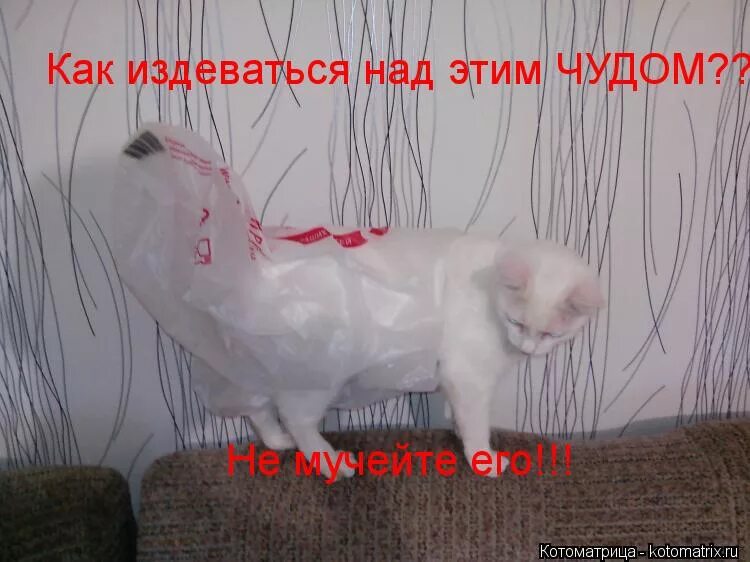 Как подшутить над подругой. Как разыграть парня по переписке. Приколы над другом на 1 апреля. Картинки с издевкой. Пошутить над девушкой в переписке.