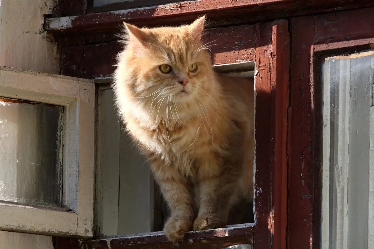 Кот васька подлежащее. Кот в форточке. коты на форточке. коты дома. кот васька.