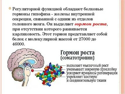 Соматотропин гипофиз