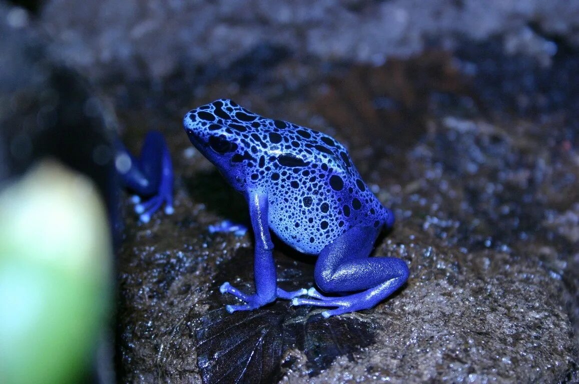 Синий древолаз лягушка. Лягушка голубой древолаз. Голубой попугай ара. Квакша древолаз. Лягушка голубой древолаз.