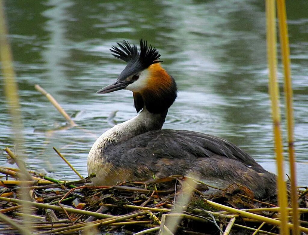Водоплавающей птицей является