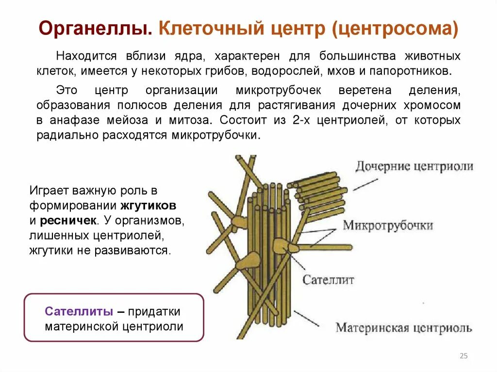 Функции центросомы. Центриоль и центросома строение. Клеточный центр центросома. Центросома строение и функции. Центросома клеточный центр центриоль.