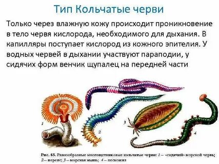 Дыхание кольчатых червей