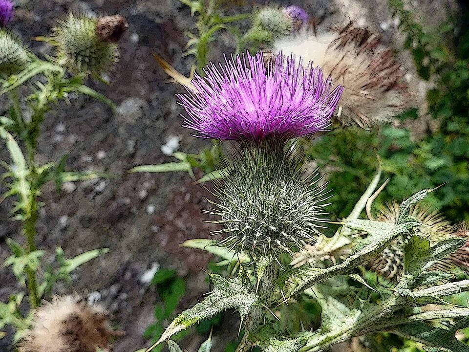 A thistle is the symbol of