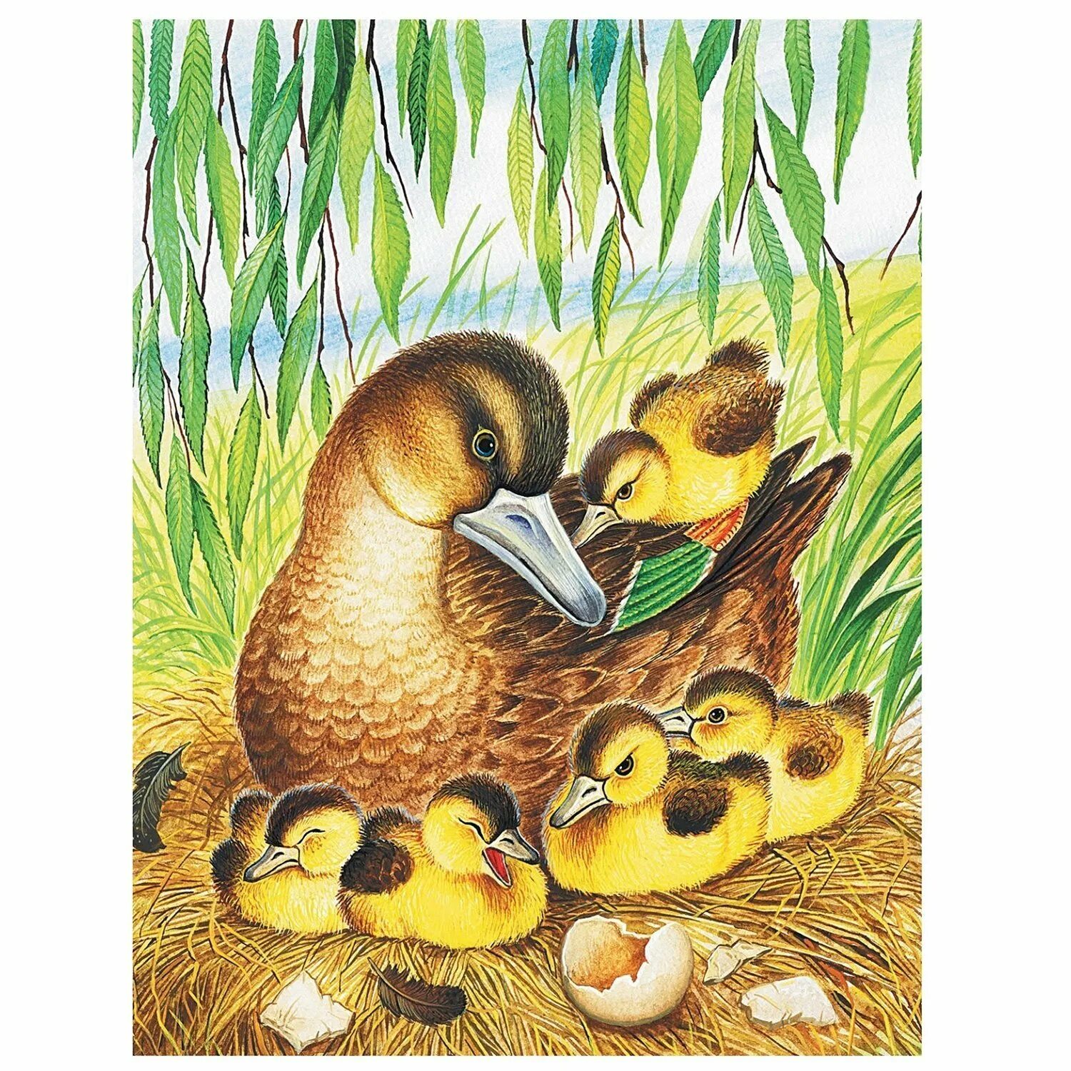 Ребята и утята основная мысль. Пришвин ребята и утята. Ребята и утята основная мысль. Чтение м пришвин ребята и утята. Рассказ пришвина ребята и утята.