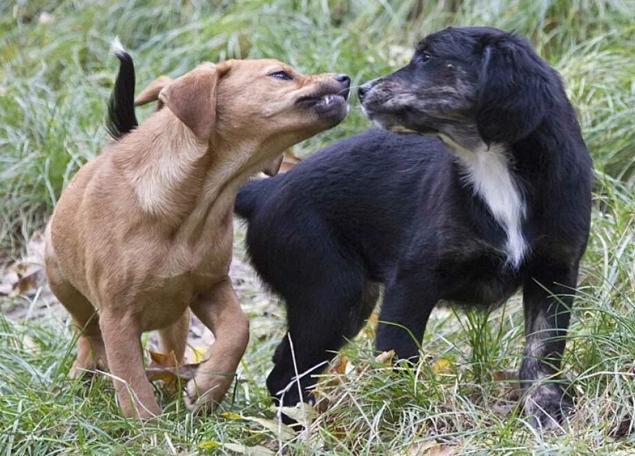 Собаки занимаются любовью. Тра собак. Собака спаривается с человеком. Лабрадор волчий. Далматинец и овчарка.