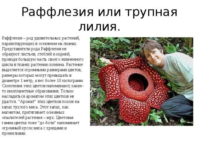 Раффлезия паразитизм. Доклад про растений паразитов. Раффлезия арнольди самый большой цветок в мире. Сообщение удивительные растения паразиты. Раффлезия арнольди сообщение.