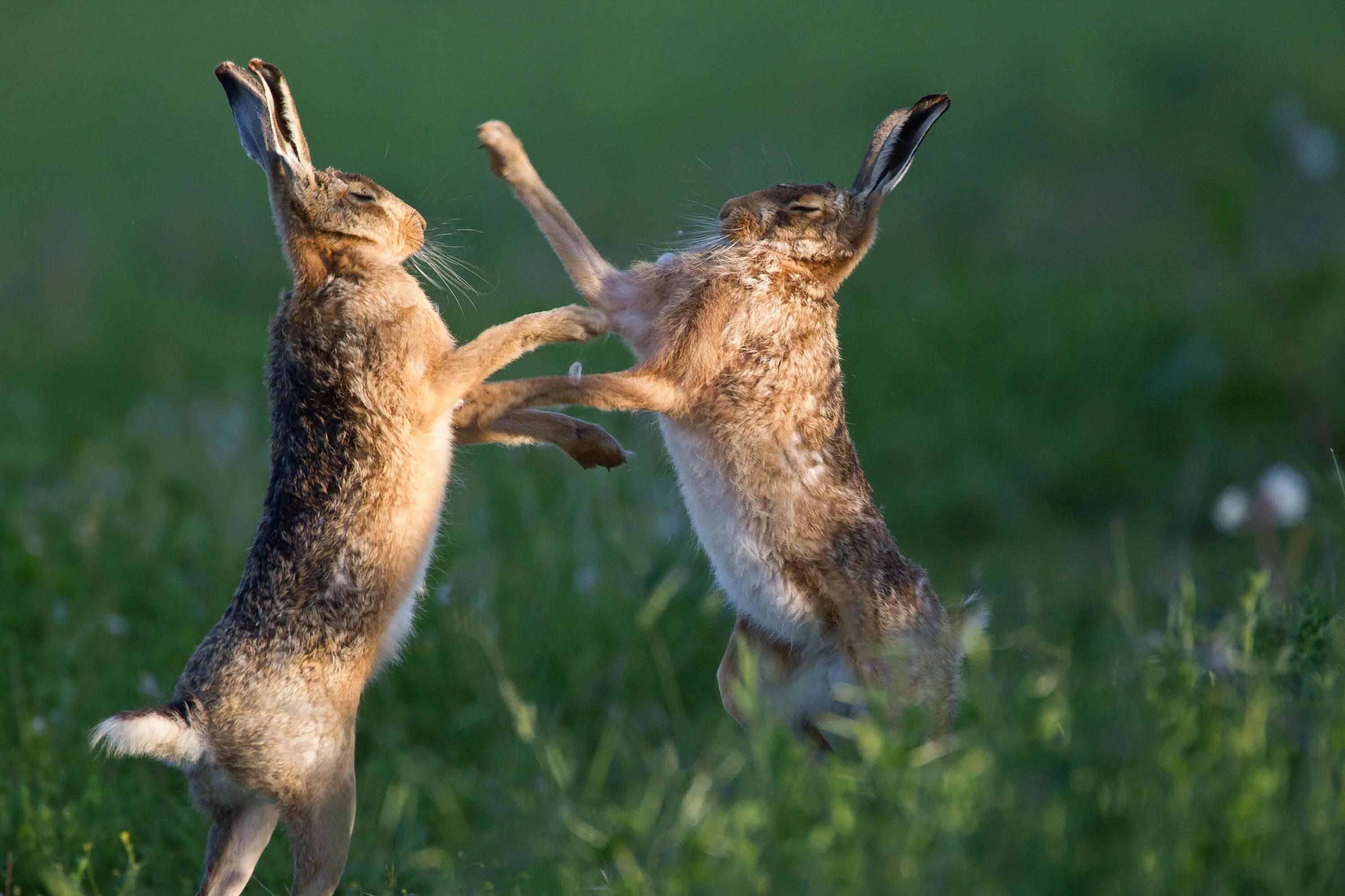 Какие отношения складываются между зайцем и белкой. Заяц Русак бежит. Заяц Русак дерется. Заяц Русак в дикой природе. Зайцы дерутся.