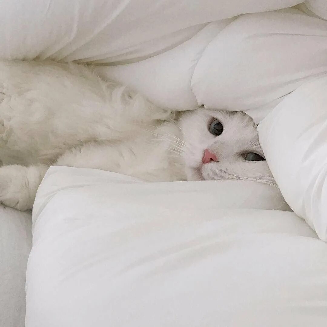 Картинки милые с котиками доброе. Кровать кошечка. Милые котики. Котик в кровати. Кошечка в кроватке.