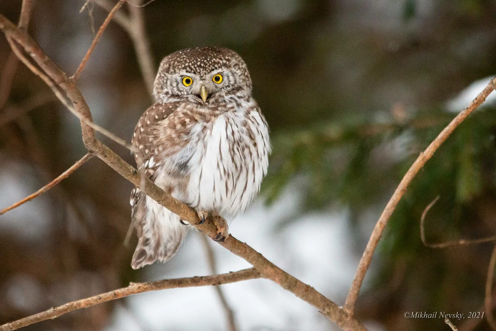 Воробьиный сычик отряд. Воробьиный сыч - glaucidium passerinum. воробьиный сычик (glaucidium passerinum). воробьиный сыч (glaucidium passerinum l.),. воробьиный сыч glaucidium passerinum (linnaeus, 1758) отряд совообразные – strigiformes.