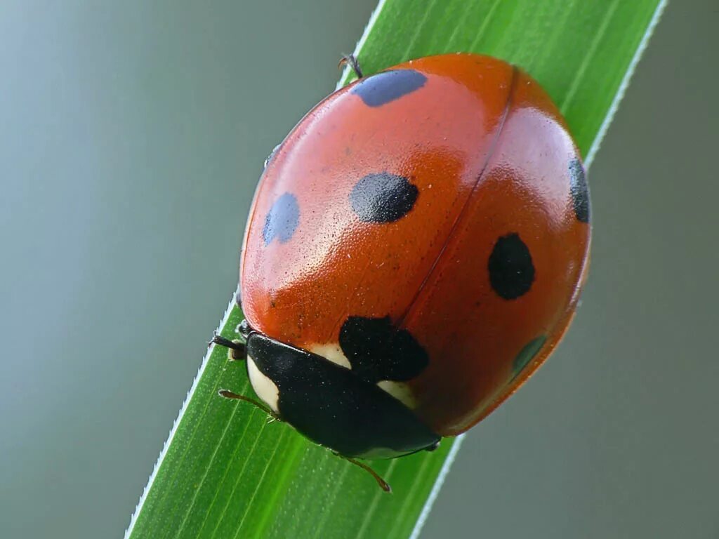 Спина божьей коровки