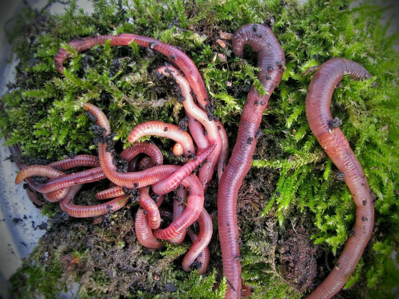 Best worm. Best worm
