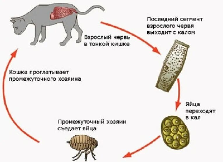 Ленточный червь у кошки. Жизненный цикл цепня собачьего Dipylidium caninum. Жизненный цикл ленточных червей схема. Яйца гельминтов огуречного цепня. Цикл развития ленточных червей.