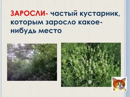 Мне попалась какая то заросшая