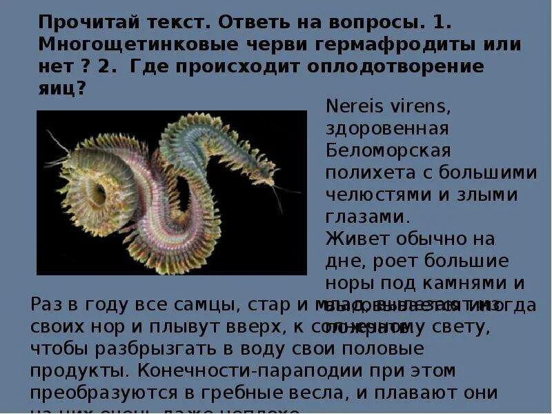 Черви раздельнополые животные. Нереида кольчатый червь. Кольчатые черви гермафродиты. Многощетинковые черви оплодотворение. Круглые черви гермафродиты или раздельнополые.