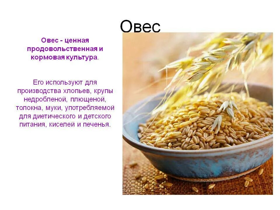 Можно овес. Овес. овес информация. блюда из круп презентация. овёс призентация.