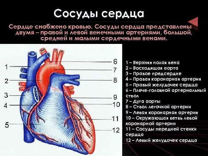 Сердечные артерии и вены. Строение сердце вены анатомия. Строение артерий сердца. Строение сердца сосуды сердца. Кровоснабжение сердца топографическая анатомия.