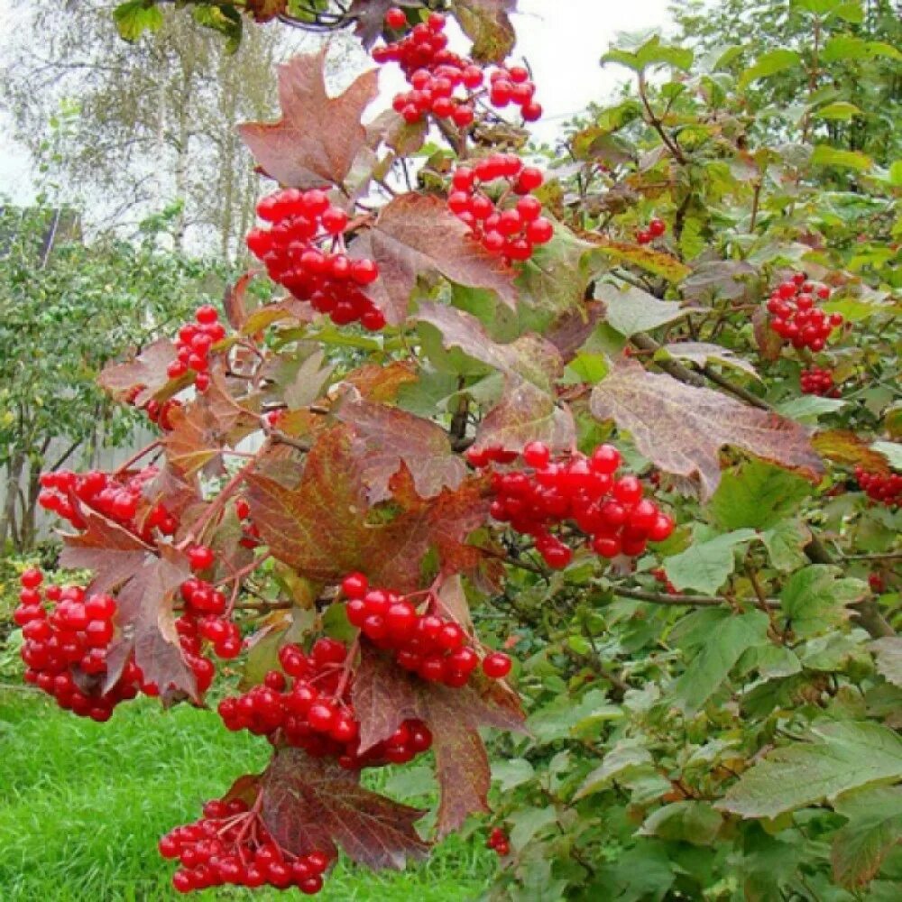 Калина обыкновенная красная гроздь. Калина обыкновенная viburnum opulus. Калина красная дерево. Калина обыкновенная жолобовская. Калины куст авторы.