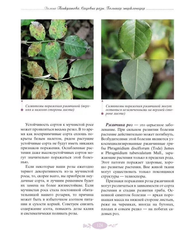 вирусные болезни роз. виды листьев розы. строение листа шиповника. болезни роз описание с фотографиями. листья роз нехватка микроэлементов.