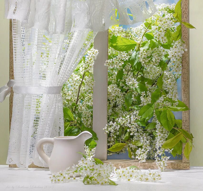 константиново черемуха в цвету. сад в окне. черемуха у окна. окно весна. сирень в палисаднике.