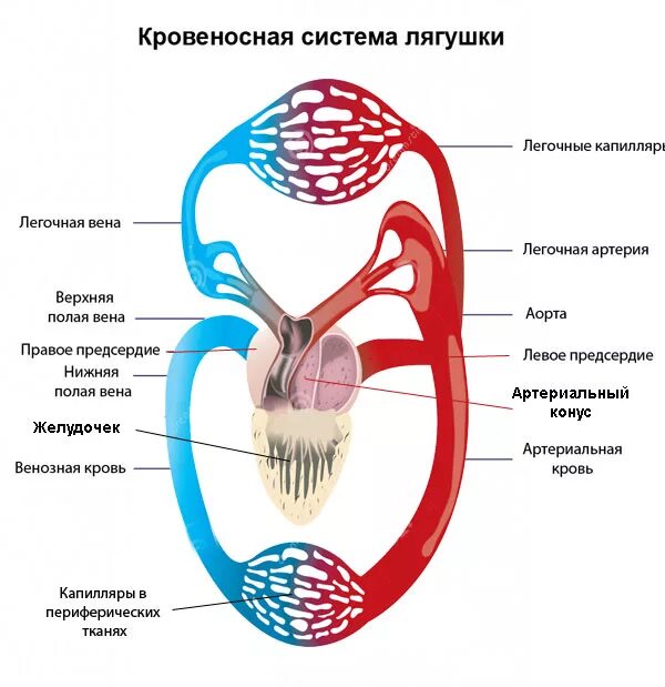 Схема кровообращения лягушки. Круги кровообращения земноводных схема. Малый круг кровообращения у земноводных схема. Кровеносная система амфибий схема. У каких животных тело снабжается артериальной кровью