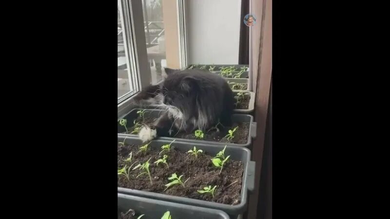 выкинул ёлку юмор. кошка в огороде. елку убрали скучно скорее бы рассаду посадили. ёлку убрали теперь скукотища. смешной кактус.