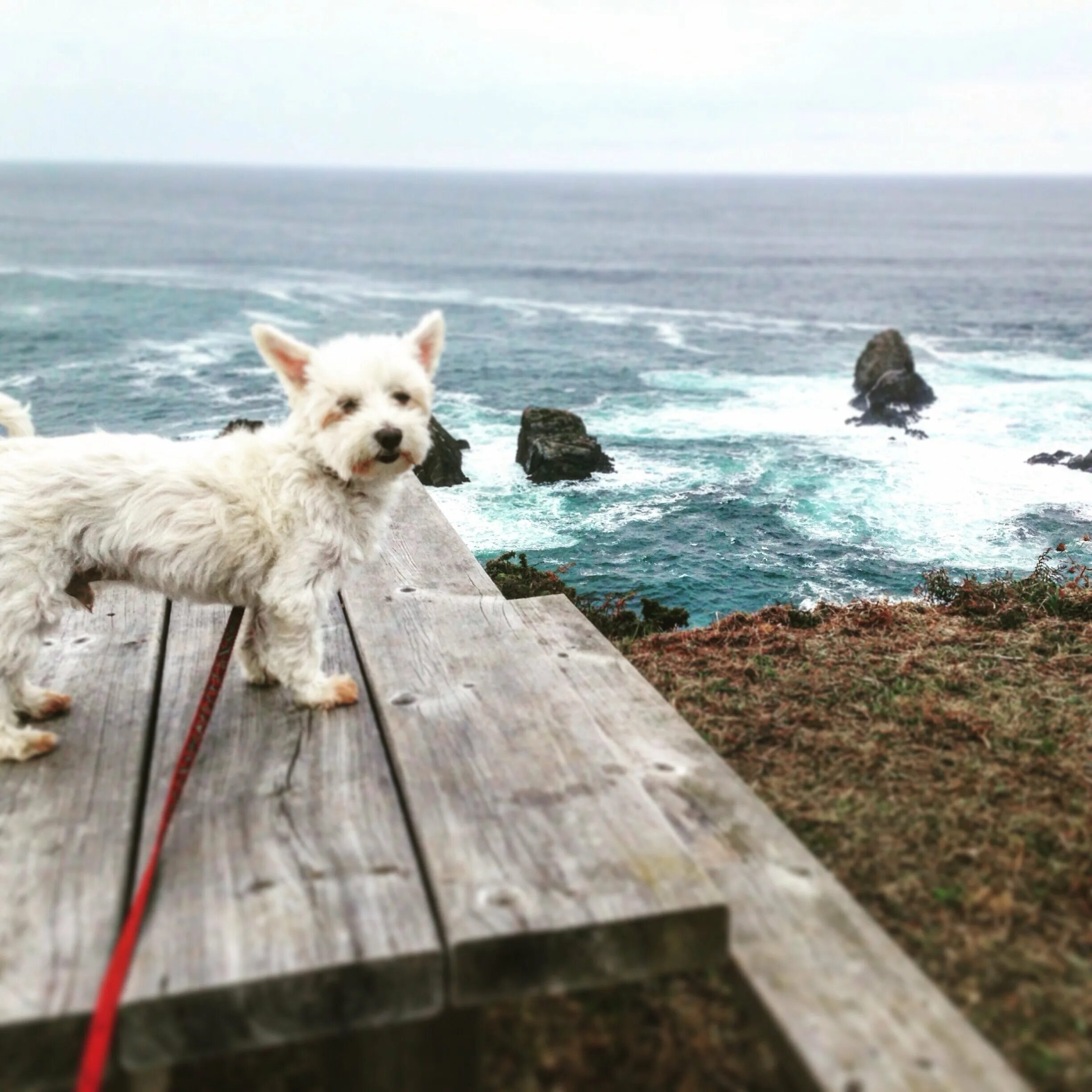 Вест-хайленд-Уайт-терьер Юлии Высоцкой. Собака на море. Собака на берегу моря. Собака на фоне моря.