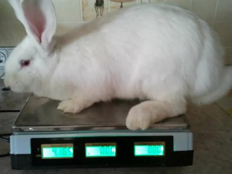 кролик фландр самый крупный в мире. кролик баран великан вес. калифорниец кролик вес. советская шиншилла кролик характеристика. рост кролика.