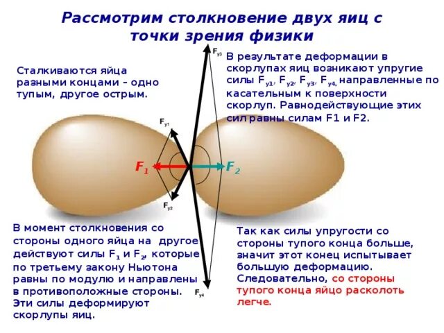 Можно говорить яичко. Толщина скорлупы куриного яйца. Как называются стороны яйца. Сила удара с точки зрения физики.