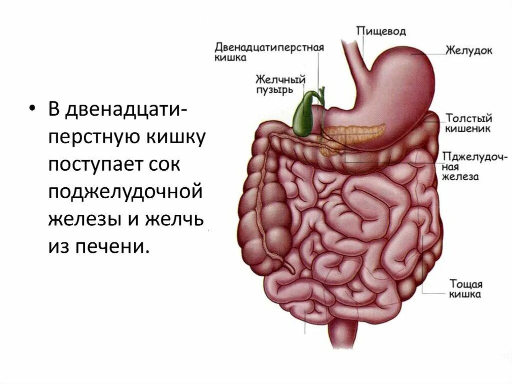 Пищевод печень толстая. Пищеварительная система человека 12 перстная кишка. 12 Перстная кишка анатомия человека. Анатомическое строение желудка и 12-перстной кишки. Строение 12 перстной кишки.