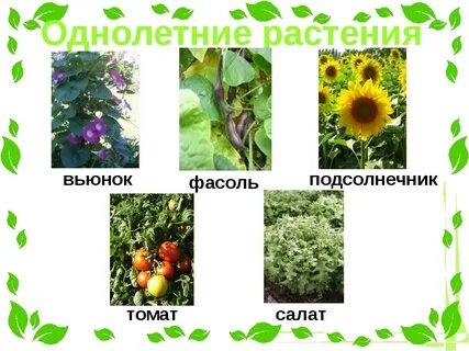 Однолетним растениям относятся