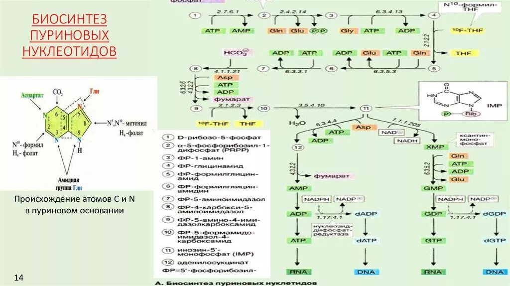 Биосинтез пуриновых нуклеотидов. Схема пути синтеза пуриновых и пиримидиновых нуклеотидов. Схема синтеза пуриновых нуклеотидов. Синтез пуриновых нуклеотидов de novo.