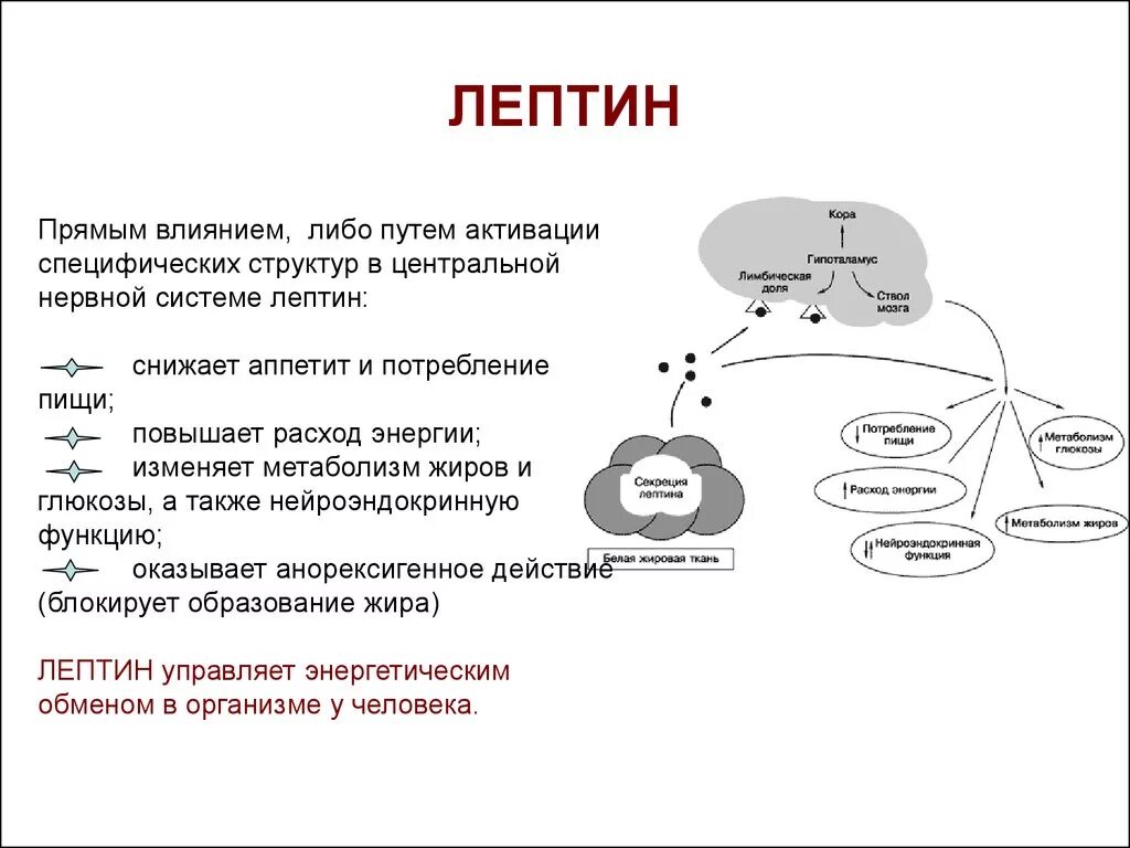 Почему пьют гормоны. Лептин. Структура, физиологические функции.. Лептин функции биохимия. Гормон лептин функции. Лептин гормон сытости.