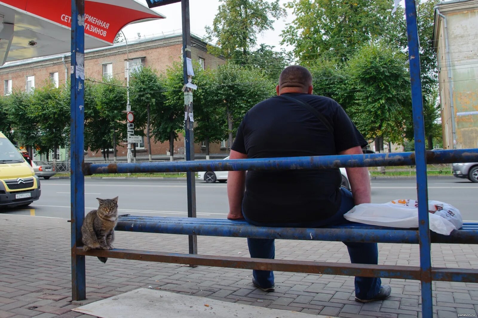 Рязанский кот. Коты в Рязани. Макс котов Рязань. Купить кошку в рязани