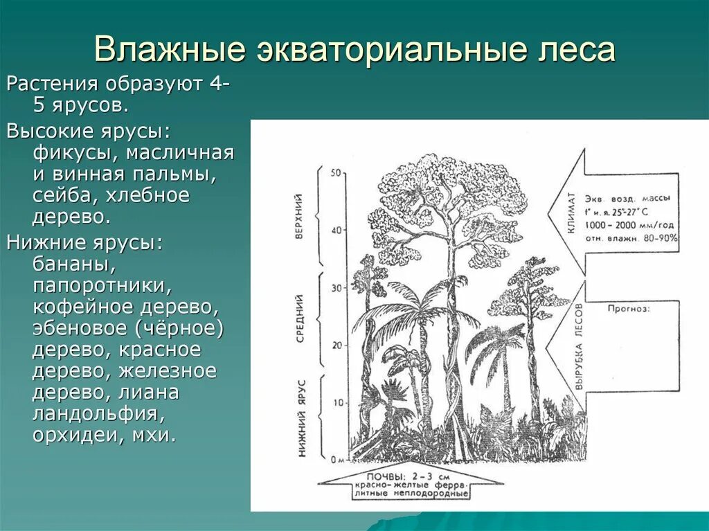 Основные ярусы составляющие вертикальную структуру. Ярусность влажного тропического леса. Ярусность влажных экваториальных лесов Африки. Ярусность в экваториальном лесу. Влажный тропический лес ярусы.