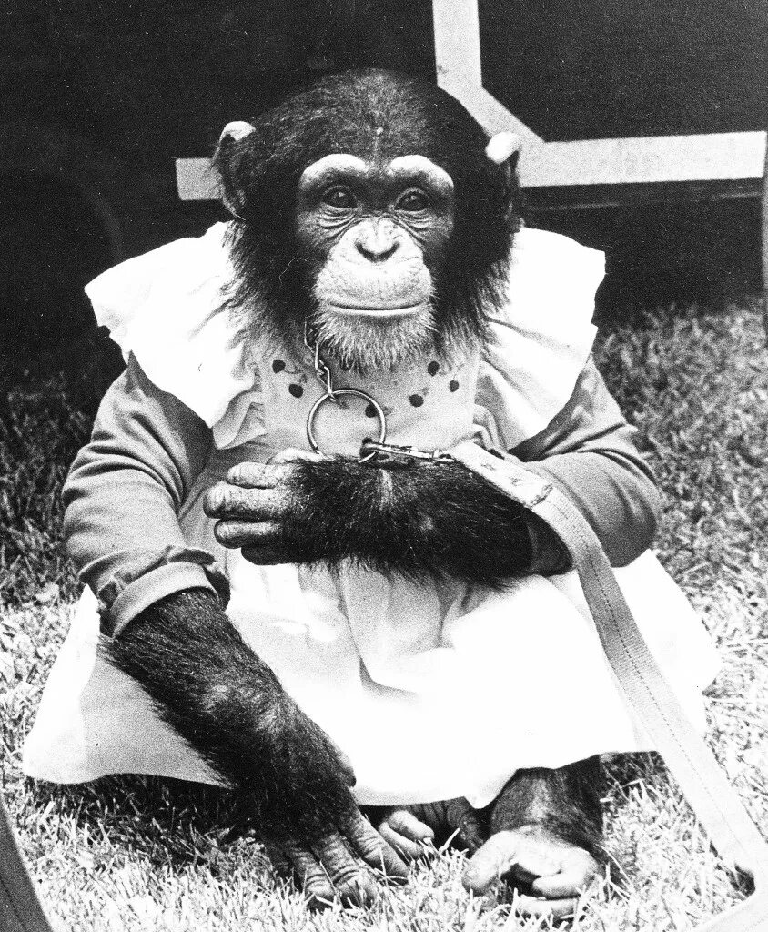 There a chimp at the circus