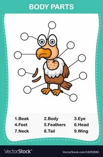 Parts of animals body