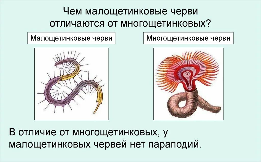 Система малощетинковых червей. Биология 7 класс Тип кольчатые черви класс многощетинковые черви. Развитие многощетинковых кольчатых червей. Характеристика кольчатых червей многощетинковые. Малощетинковые кольчатые черви.