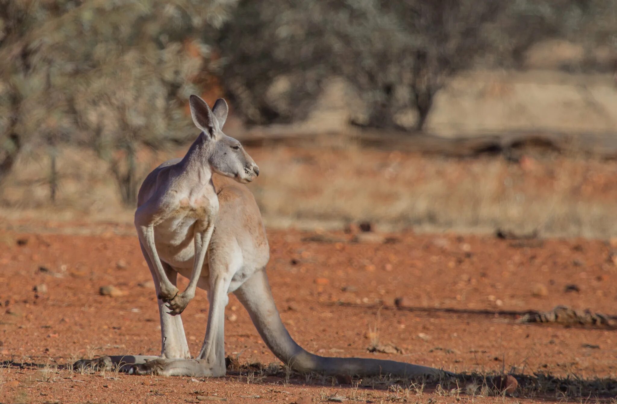 Кенгуру обитает. Сумчатые кенгуру. Валлаби австралия. Животные австралии кенгуру. Кенгуру валлаби.