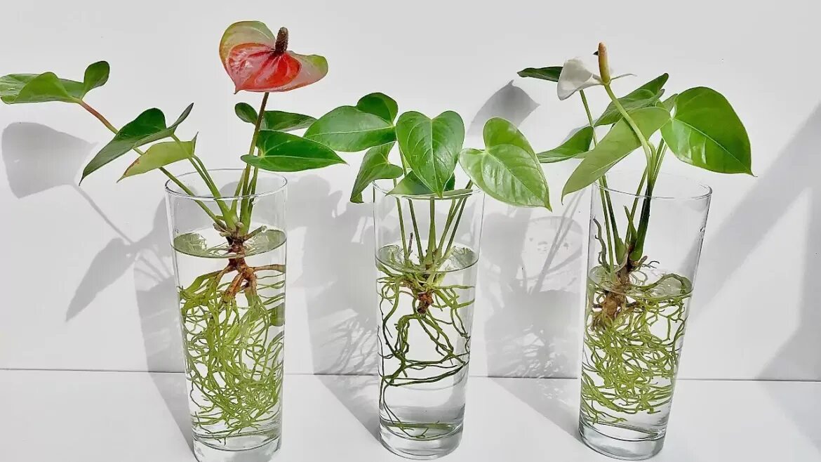 Черенок антуриума. Черенок антуриума. Антуриум росточек. Размножается антуриум листом. Антуриум росточек.