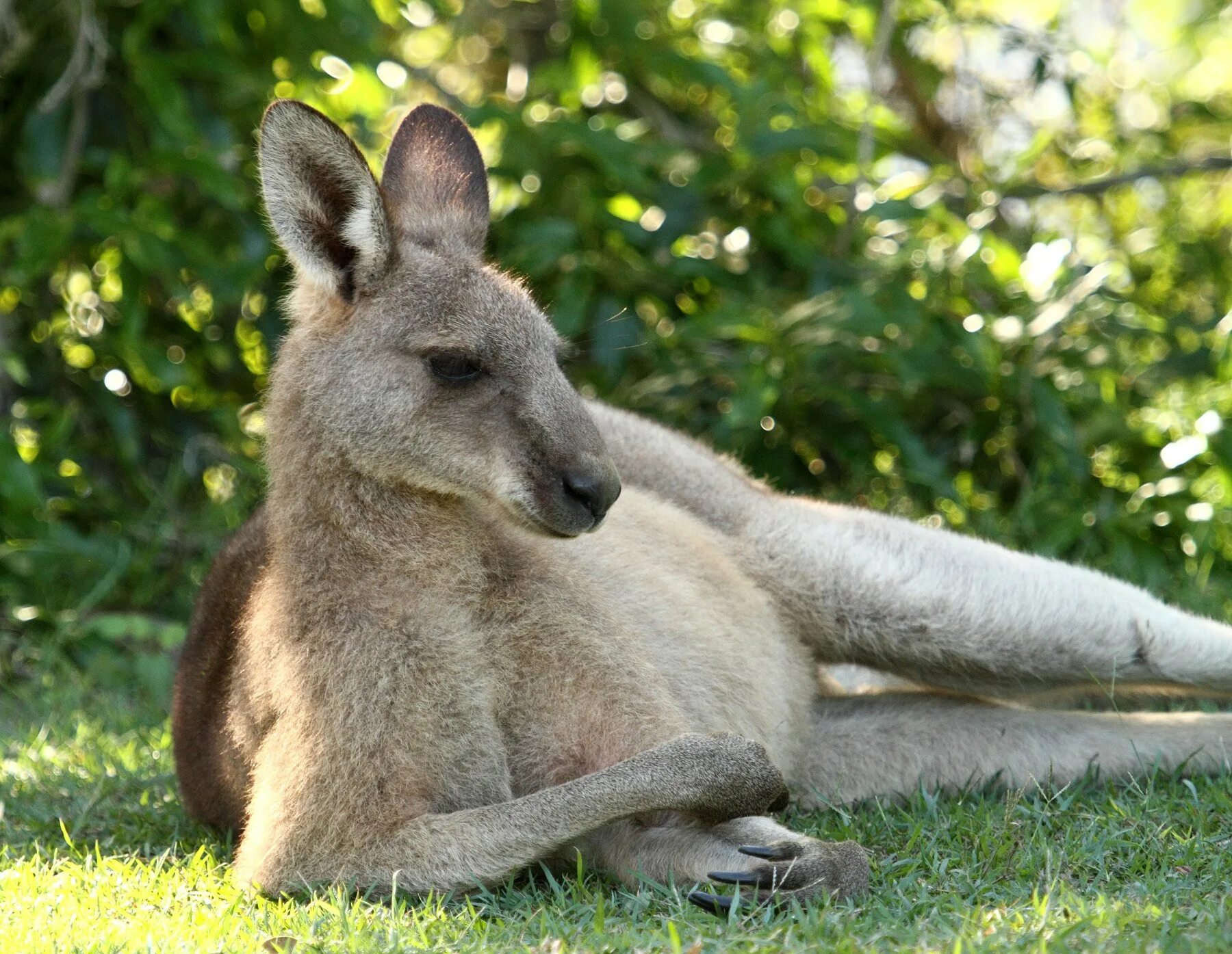 Серый кенгуру. Серый исполинский кенгуру. Сумчатые кенгуру. Серый австралийский кенгуру. Кенгуру гранди