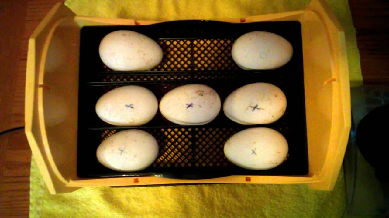 Гусиные яйца для инкубации купить. Инкубация гусиных яиц в инкубаторе Нептун. Инкубация гусиные гусиные яйца. Инкубатор ТГБ инкубация гусиных яиц. Яйца инкубатор гусиные в инкубатор.