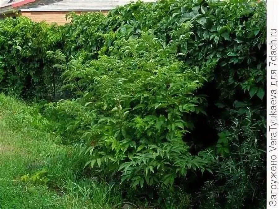 Куст 3 метра. Как выглядит кусты линии. чилижник кустарник как выглядит.