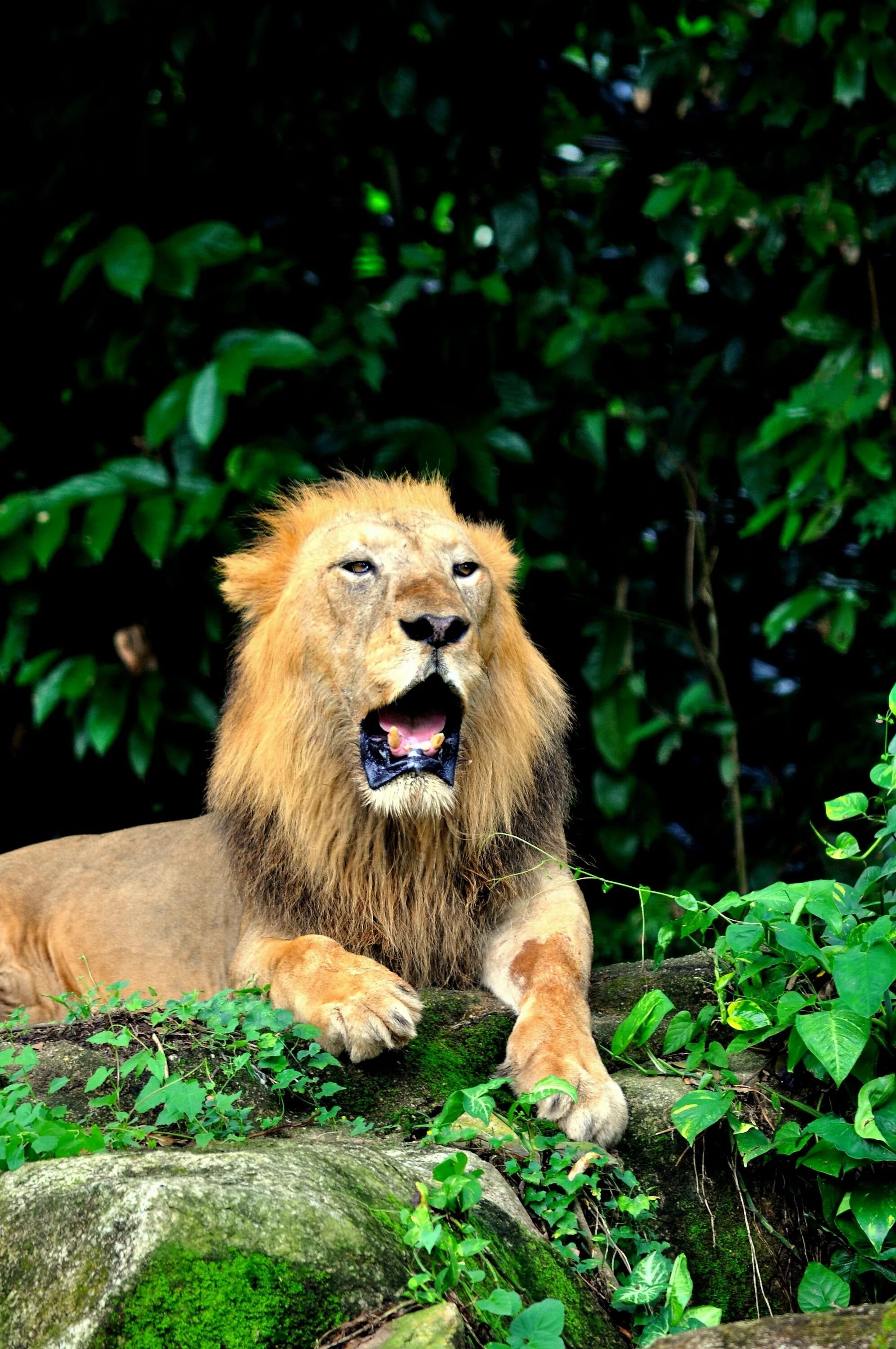 Лев это дикое животное. Львы в дикой природе. Дикий Лев. Лев в природе. Лев в джунглях.