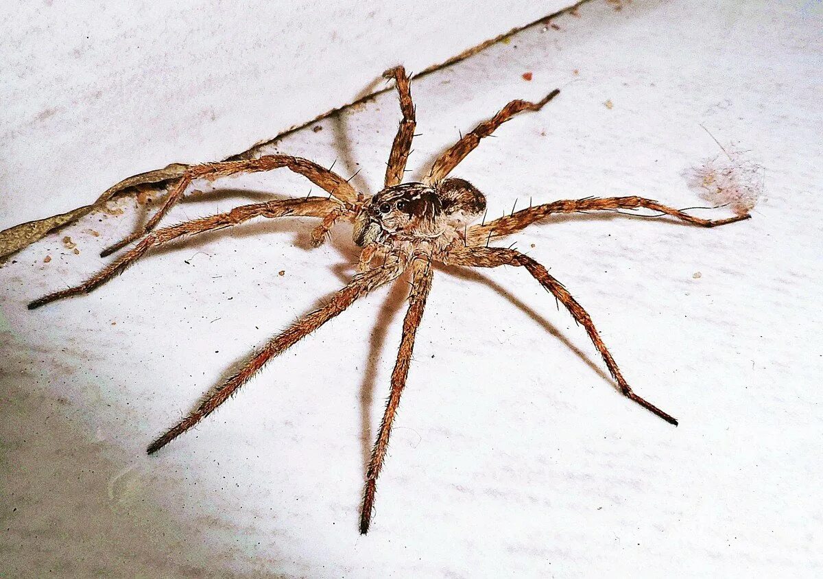 Коричневый паук бродячий. Пауки Крыма большие Тарантул. Мохнатый коричневый паук. Паук Арахнид.