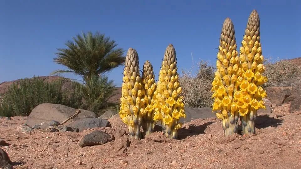 Эфемеры Алжира. Растения Алжира. Эфемеры пустыни. Эфемеры в пустыне.